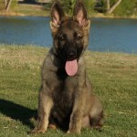 Trained German Shepherd Puppy for sale