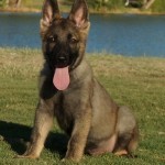 A german shepherd puppy sitting in the grass.
