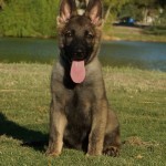 A german shepherd puppy sitting in the grass.