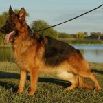 A german shepherd dog standing on top of grass.