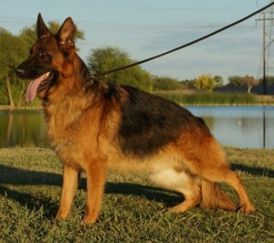 A german shepherd dog standing on top of grass.