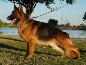 A german shepherd standing in the grass near water.