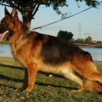 A german shepherd standing in the grass near a tree.