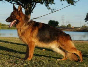 A german shepherd standing in the grass near a tree.