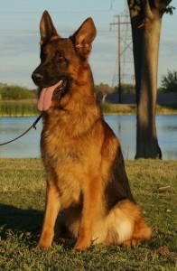 Black and red German Shepherd Male for sale El Paso