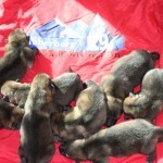 buying German Shepherd Puppies in Phoenix