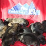 selling German Shepherd Puppies in Phoenix