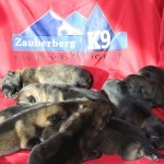 puppies for sale