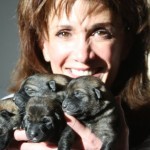 German Shepherd Puppies