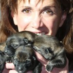 German Shepherd puppies from working lines for sale Phoenix