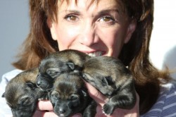 German Shepherd puppies from working lines for sale Phoenix