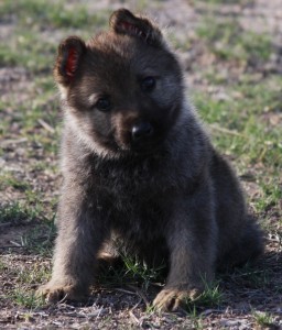 Cute fluffy puppy sitting on grass.