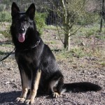 A black german shepherd sitting on top of a dirt field.