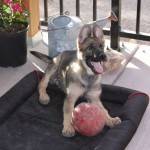 sable German Shepherd female trained for sale in Tucson