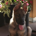 German Shepherd female for sale in Tucson