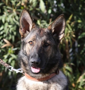 German Shepherd dog with alert expression.
