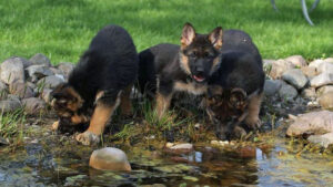 Three puppies exploring a rocky pond area.