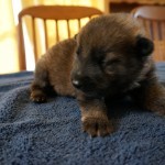German Shepherd litters in Arizona