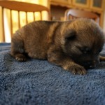 Sable German Shepherd puppy