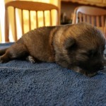 Puppies for sale working lines