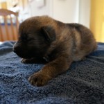 Purebred German Shepherd Puppy For Sale