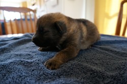 Purebred German Shepherd Puppy For Sale