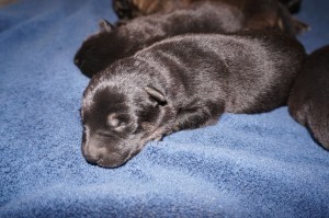 Shepherd Puppies For Sale X Litter vom Zauberberg