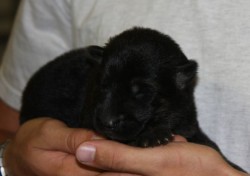 German Shepherd puppies for sale