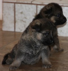 Two puppies are sitting on the floor together.