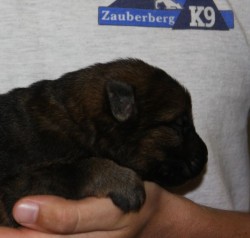 A person holding a puppy in their hand.