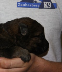 A person holding onto a puppy