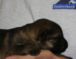 Dark sable Shepherd puppy for sale