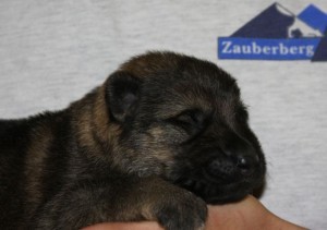 Puppies for sale Phoenix