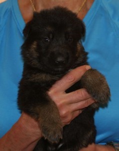 A person holding a puppy in their arms.