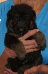 A person holding a puppy in their hands.