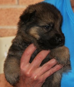 A person holding a puppy in their arms.