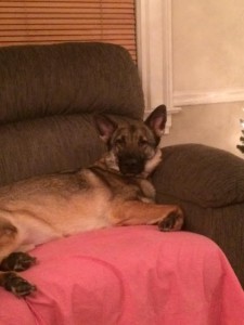 Dog resting on a couch with blanket.