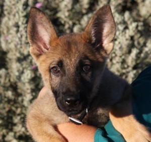 German Shepherd puppy for sale in Phoenix