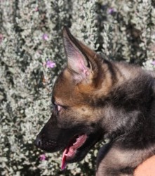 German Shepherd puppy for sale scottsdale