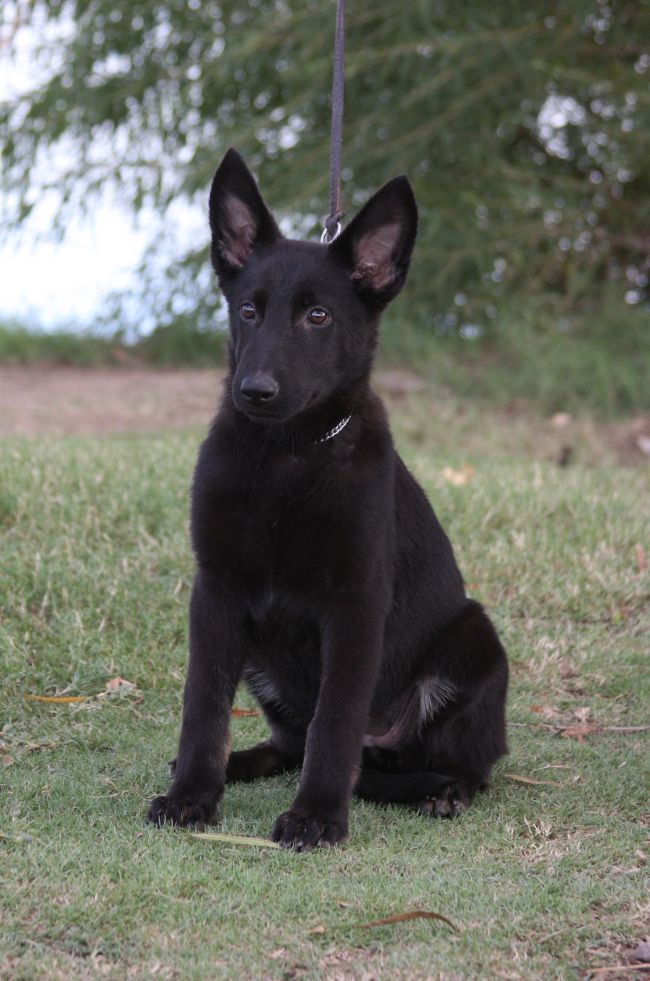 Ziska Black German Shepherd Puppy For Sale Arizona ZAUBERBERG Ziska Black German Shepherd Puppy For Sale Arizona ZAUBERBERG