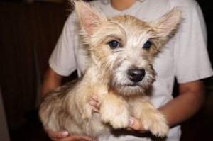 Small, fluffy dog held by a person.