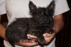 A person holding a small black dog in their hands.