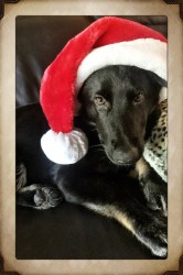 Christmas image of German Shepherd