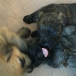 Cairn Terrier Puppies