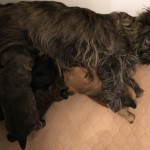 Cairn Terrier Puppies