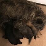 Cairn Terrier Puppies