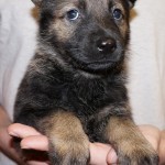 A person holding a puppy in their hands.