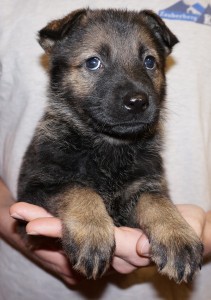 A person holding a puppy in their hands.