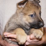 A person holding a puppy in their hands.
