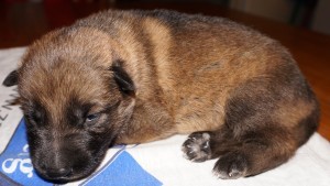 A puppy is sleeping on the table